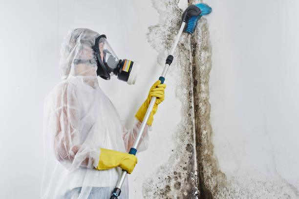 Best Toxic Mold Removal  in Kennesaw State University, GA