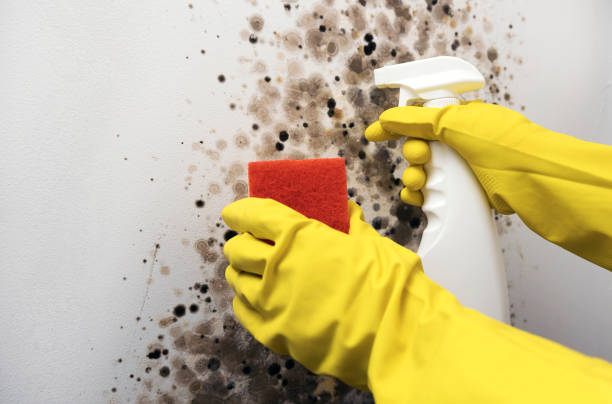 Best Toxic Mold Removal  in Kennesaw State University, GA