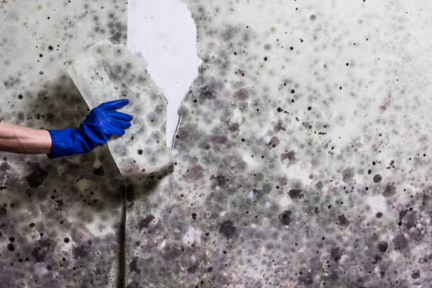 Certified Mold Removal in Kennesaw State University, GA